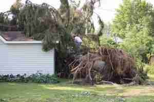 A man looks at a downed tree over his home, the result of storm damages