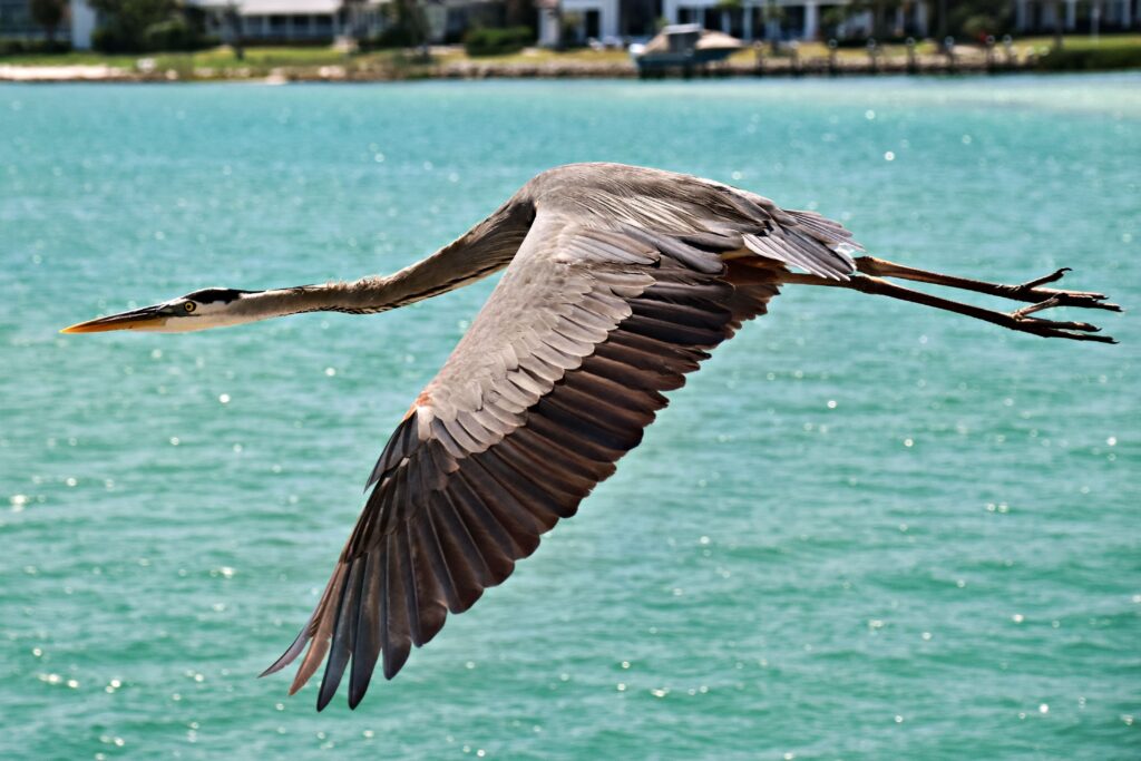 Great Grey Heron on the wing